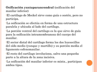 Osificación yuxtaparancondral (osificación del
maxilar inferior)
•El cartílago de Meckel sirve como guía o sostén, pero no
participa.
•La osificación se efectúa en forma de una estructura
paralela y ubicada al lado del cartílago.
•La porción ventral del cartílago es la que sirve de guía
para la osificación intramembranosa del cuerpo del
maxilar.
•El sector distal del cartílago forma los dos huesecillos
del oído medio (yunque y martillo) y su porción media el
ligamento esfenomaxilar.
•El resto del cartílago involuciona, salvo una pequeña
parte a la altura de la zona incisiva.
•La osificación del maxilar inferior es mixta., participan
ambos tipos.
 
