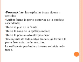 -Postmaxilar: las espículas óseas siguen 4
sentidos:
•Arriba: forma la parte posterior de la apófisis
ascendente;
•Hacia el piso de la órbita;
•Hacia la zona de la apófisis malar;
•Hacia la porción alveolar posterior.
•El conjunto de todas estas trabéculas forman la
parte ósea externa del maxilar.
La osificación profunda o interna se inicia más
tarde.
 