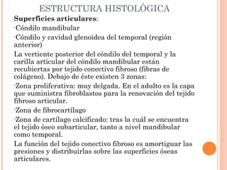 ESTRUCTURA HISTOLÓGICA
Superficies articulares:
•Cóndilo mandibular
•Cóndilo y cavidad glenoidea del temporal (región
anterior)
La vertiente posterior del cóndilo del temporal y la
carilla articular del cóndilo mandibular están
recubiertas por tejido conectivo fibroso (fibras de
colágeno). Debajo de éste existen 3 zonas:
•Zona proliferativa: muy delgada. En el adulto es la capa
que suministra fibroblastos para la renovación del tejido
fibroso articular.
•Zona de fibrocartílago
•Zona de cartílago calcificado: tras la cuál se encuentra
el tejido óseo subarticular, tanto a nivel mandibular
como temporal.
La función del tejido conectivo fibroso es amortiguar las
presiones y distribuirlas sobre las superficies óseas
articulares.
 