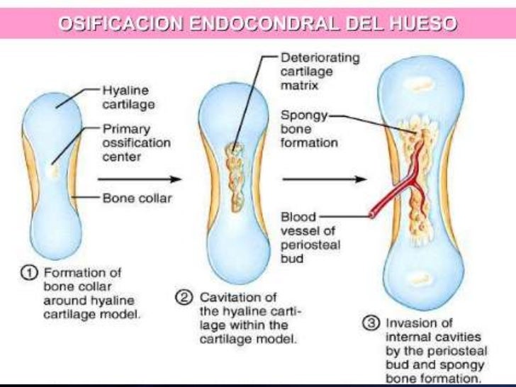 Osificacion