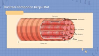 Osifikasi Tulang dan Mekanisme Cara Kerja Otot | PPTX