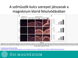 A szőrtüszők kulcs szerepet játszanak a
magnézium klorid felszívódásában
http://www.jle.com/fr/revues/mrh/e-
docs/permeation_of_topically_applied_magnesium_ions_through_human_skin_is_facilitated_by_hair_follicles_307878/article.phtml?tab=texte
 