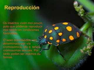 Reproducción

Os insectos viven moi pouco,
polo que pódense reproducir
moi rápido en condiciones
favorables.

O sexo dos insectos ven
determinado por vía
cromosómica, isto é, teñen
cromosomas sexuais. Por
tanto poden ser machos ou
femias.
 
