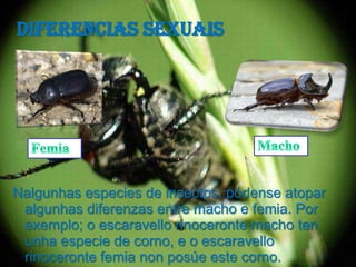 Diferencias sexuais




Nalgunhas especies de insectos, pódense atopar
 algunhas diferenzas entre macho e femia. Por
 exemplo; o escaravello rinoceronte macho ten
 unha especie de corno, e o escaravello
 rinoceronte femia non posúe este corno.
 