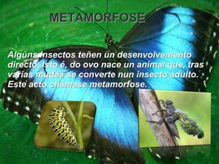METAMORFOSE

Algúns insectos teñen un desenvolvemento
directo, isto é, do ovo nace un animal que, tras
varias mudas se converte nun insecto adulto.
Este acto chámase metamorfose.
 