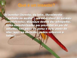 Qué é un insecto?

Os insectos (Insecta, do latín, literalmente
 "cortado no medio") son unha clase de animais
 invertebrados, atópanse dentro dos artrópodos.
 Están caracterizados por presentar un par de
 antenas, tres pares de patas e dúas pares de
 alas (que, no obstante, poden reducirse o
 faltar).
 