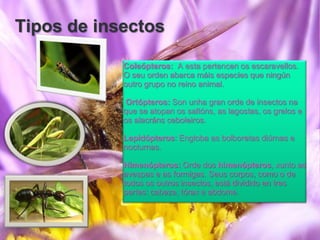Tipos de insectos

            Coleópteros: A esta pertencen os escaravellos.
            O seu orden abarca máis especies que ningún
            outro grupo no reino animal.

            Ortópteros: Son unha gran orde de insectos na
            que se atopan os saltóns, as lagostas, os grelos e
            os alacráns ceboleiros.

            Lepidópteros: Engloba as bolboretas diúrnas e
            nocturnas.

            Himenópteros: Orde dos himenópteros, xunto as
            avespas e as formigas. Seus corpos, como o de
            todos os outros insectos, está dividido en tres
            partes: cabeza, tórax e abdome.
 