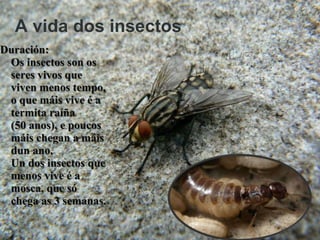 A vida dos insectos
Duración:
 Os insectos son os
 seres vivos que
 viven menos tempo,
 o que máis vive é a
 termita raíña
 (50 anos), e poucos
 máis chegan a máis
 dun ano.
 Un dos insectos que
 menos vive é a
 mosca, que só
 chega as 3 semanas.
 