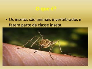 O que é?
• Os insetos são animais invertebrados e
  fazem parte da classe inseta.
 