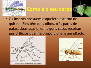 Como é o seu corpo
• Os insetos possuem esqueleto externo de
  quitina. Eles têm dois olhos, três pares de
  patas, duas asas e, em alguns casos respiram
  por orifícios que lhe proporcionam um olfacto.
 