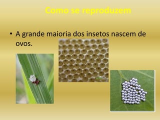 Como se reproduzem

• A grande maioria dos insetos nascem de
  ovos.
 