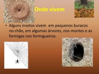 Onde vivem

• Alguns insetos vivem em pequenos buracos
  no chão, em algumas árvores, nos montes e as
  formigas nos formigueiros.
 