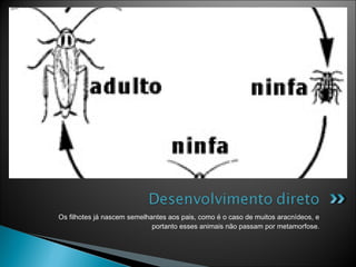 Os filhotes já nascem semelhantes aos pais, como é o caso de muitos aracnídeos, e
                             portanto esses animais não passam por metamorfose.
 