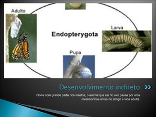 Oorre com grande parte dos insetos, o animal que sai do ovo passa por uma
                                metamorfose antes de atingir a vida adulta.
 