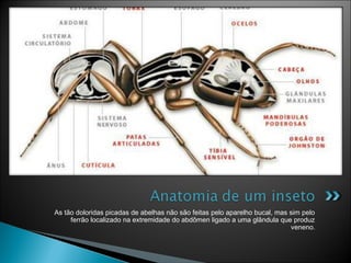 As tão doloridas picadas de abelhas não são feitas pelo aparelho bucal, mas sim pelo
     ferrão localizado na extremidade do abdômen ligado a uma glândula que produz
                                                                            veneno.
 