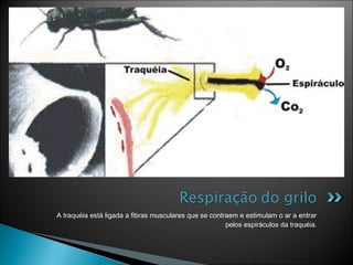   A traquéia está ligada a fibras musculares que se contraem e estimulam o ar a entrar
                                                         pelos espiráculos da traquéia.
 