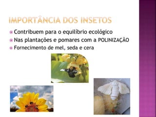  Contribuem para o equilíbrio ecológico
Nas plantações e pomares com a POLINIZAÇÃO
Fornecimento de mel, seda e cera