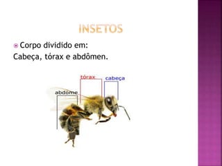  Corpo dividido em: 
Cabeça, tórax e abdômen. 
 
