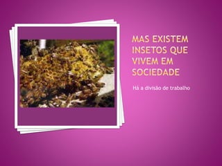 Há a divisão de trabalho 
 