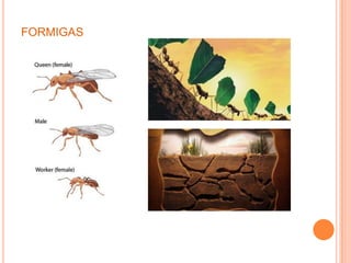 FORMIGAS
 