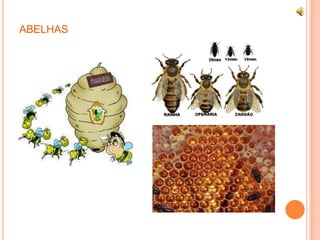 ABELHAS
 