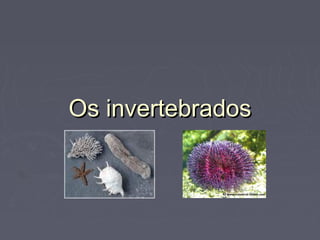 Os invertebradosOs invertebrados
 