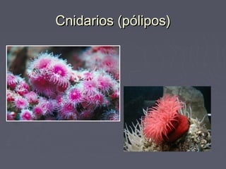 Cnidarios (pólipos)Cnidarios (pólipos)
 