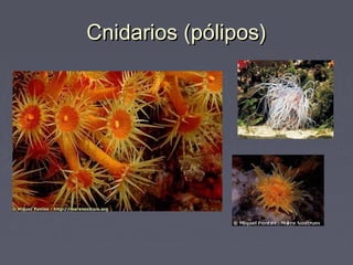 Cnidarios (pólipos)Cnidarios (pólipos)
 