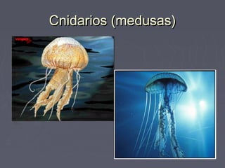 Cnidarios (medusas)Cnidarios (medusas)
 
