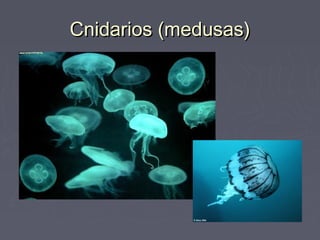 Cnidarios (medusas)Cnidarios (medusas)
 