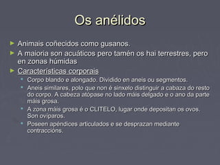 Os anélidosOs anélidos
► Animais coñecidos como gusanos.Animais coñecidos como gusanos.
► A maioria son acuáticos pero tamén os hai terrestres, peroA maioria son acuáticos pero tamén os hai terrestres, pero
en zonas húmidasen zonas húmidas
► Características corporaisCaracterísticas corporais
 Corpo blando e alongado. Dividido en aneis ou segmentos.Corpo blando e alongado. Dividido en aneis ou segmentos.
 Aneis similares, polo que non é sinxelo distinguir a cabaza do restoAneis similares, polo que non é sinxelo distinguir a cabaza do resto
do corpo. A cabeza atópase no lado máis delgado e o ano da partedo corpo. A cabeza atópase no lado máis delgado e o ano da parte
máis grosa.máis grosa.
 A zona máis grosa é o CLITELO, lugar onde depositan os ovos.A zona máis grosa é o CLITELO, lugar onde depositan os ovos.
Son ovíparos.Son ovíparos.
 Poseen apéndices articulados e se desprazan mediantePoseen apéndices articulados e se desprazan mediante
contraccións.contraccións.
 