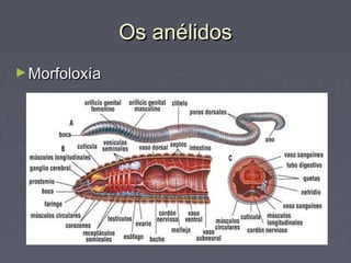 Os anélidosOs anélidos
►MorfoloxíaMorfoloxía
 