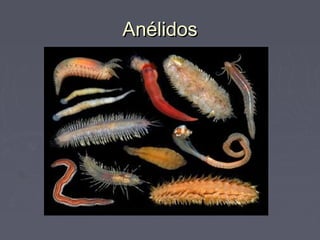 AnélidosAnélidos
 