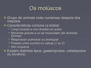 Os molúscosOs molúscos
► Grupo de animais máis numeroso despois dosGrupo de animais máis numeroso despois dos
insectosinsectos
► Características comúns (a todos)Características comúns (a todos)
 Corpo brando e non dividido en aneisCorpo brando e non dividido en aneis
 Móvense grazas a un pe musculado (de diversasMóvense grazas a un pe musculado (de diversas
formas)formas)
 Respiración pulmonar ou branquialRespiración pulmonar ou branquial
 Poseen unha cuncha ou valvas (1 ou 2)Poseen unha cuncha ou valvas (1 ou 2)
 Son ovíparosSon ovíparos
► Existen distintos tipos: gasterópodos, cefalópodosExisten distintos tipos: gasterópodos, cefalópodos
ou bivalvos.ou bivalvos.
 
