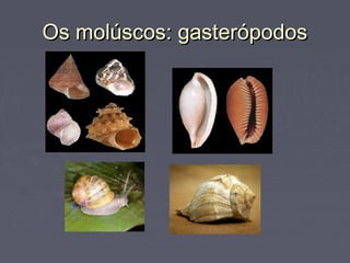 Os molúscos: gasterópodosOs molúscos: gasterópodos
 