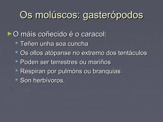 Os molúscos: gasterópodosOs molúscos: gasterópodos
►O máis coñecido é o caracol:O máis coñecido é o caracol:
 Teñen unha soa cunchaTeñen unha soa cuncha
 Os ollos atópanse no extremo dos tentáculosOs ollos atópanse no extremo dos tentáculos
 Poden ser terrestres ou mariñosPoden ser terrestres ou mariños
 Respiran por pulmóns ou branquiasRespiran por pulmóns ou branquias
 Son herbívoros.Son herbívoros.
 
