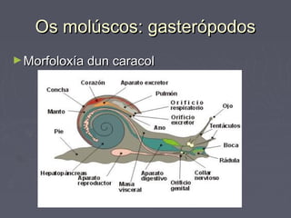 Os molúscos: gasterópodosOs molúscos: gasterópodos
►Morfoloxía dun caracolMorfoloxía dun caracol
 
