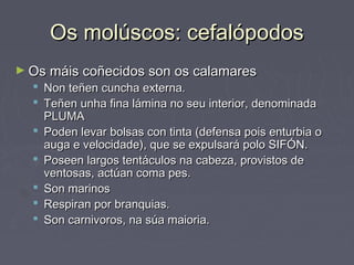 Os molúscos: cefalópodosOs molúscos: cefalópodos
► Os máis coñecidos son os calamaresOs máis coñecidos son os calamares
 Non teñen cuncha externa.Non teñen cuncha externa.
 Teñen unha fina lámina no seu interior, denominadaTeñen unha fina lámina no seu interior, denominada
PLUMAPLUMA
 Poden levar bolsas con tinta (defensa pois enturbia oPoden levar bolsas con tinta (defensa pois enturbia o
auga e velocidade), que se expulsará polo SIFÓN.auga e velocidade), que se expulsará polo SIFÓN.
 Poseen largos tentáculos na cabeza, provistos dePoseen largos tentáculos na cabeza, provistos de
ventosas, actúan coma pes.ventosas, actúan coma pes.
 Son marinosSon marinos
 Respiran por branquias.Respiran por branquias.
 Son carnivoros, na súa maioria.Son carnivoros, na súa maioria.
 