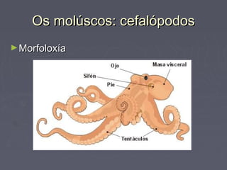 Os molúscos: cefalópodosOs molúscos: cefalópodos
►MorfoloxíaMorfoloxía
 