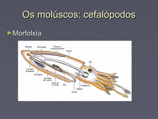Os molúscos: cefalópodosOs molúscos: cefalópodos
►MorfolxíaMorfolxía
 