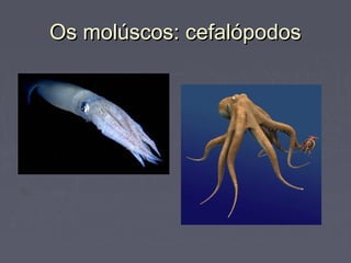 Os molúscos: cefalópodosOs molúscos: cefalópodos
 