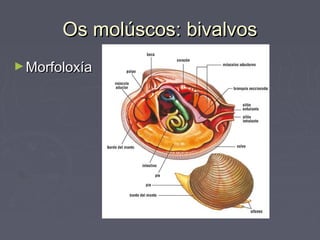 Os molúscos: bivalvosOs molúscos: bivalvos
►MorfoloxíaMorfoloxía
 