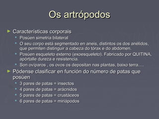 Os artrópodosOs artrópodos
► Características corporaisCaracterísticas corporais
 Posúen simetria bilateralPosúen simetria bilateral
 O seu corpo está segmentado en aneis, distintos os dos anélidos,O seu corpo está segmentado en aneis, distintos os dos anélidos,
que permiten distinguir a cabeza do tórax e do abdomen.que permiten distinguir a cabeza do tórax e do abdomen.
 Posúen esqueleto externo (exoesqueleto). Fabricado por QUITINA,Posúen esqueleto externo (exoesqueleto). Fabricado por QUITINA,
apórtalle dureza e resistencia.apórtalle dureza e resistencia.
 Son ovíparos , os ovos os depositan nas plantas, baixo terra….Son ovíparos , os ovos os depositan nas plantas, baixo terra….
► Pódense clasificar en función do número de patas quePódense clasificar en función do número de patas que
posúenposúen
 3 pares de patas = insectos3 pares de patas = insectos
 4 pares de patas = arácnidos4 pares de patas = arácnidos
 5 pares de patas = crustáceos5 pares de patas = crustáceos
 6 pares de patas = miriápodos6 pares de patas = miriápodos
 