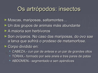Os artrópodos: insectosOs artrópodos: insectos
► Moscas, mariposas, saltamontes…Moscas, mariposas, saltamontes…
► Un dos grupos de animais máis abundanteUn dos grupos de animais máis abundante
► A maioria son herbívorosA maioria son herbívoros
► Son ovíparos. No caso das mariposas, do ovo saeSon ovíparos. No caso das mariposas, do ovo sae
a larva que sufrirá o prodeso de metamorfose.a larva que sufrirá o prodeso de metamorfose.
► Corpo dividido en:Corpo dividido en:
 CABEZA.- cun par de anteas e un par de grandes ollosCABEZA.- cun par de anteas e un par de grandes ollos
 TÓRAX.- formado por seis aneis e tres pares de patasTÓRAX.- formado por seis aneis e tres pares de patas
 ABDOMEN.- segmentado e sen apéndicesABDOMEN.- segmentado e sen apéndices
 