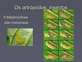 Os artrópodos: insectosOs artrópodos: insectos
►MetamorfoseMetamorfose
das mariposasdas mariposas
 
