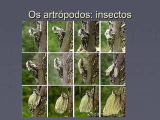 Os artrópodos: insectosOs artrópodos: insectos
 