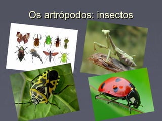 Os artrópodos: insectosOs artrópodos: insectos
 