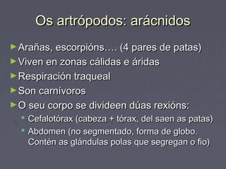 Os artrópodos: arácnidosOs artrópodos: arácnidos
►Arañas, escorpións…. (4 pares de patas)Arañas, escorpións…. (4 pares de patas)
►Viven en zonas cálidas e áridasViven en zonas cálidas e áridas
►Respiración traquealRespiración traqueal
►Son carnívorosSon carnívoros
►O seu corpo se divideen dúas rexións:O seu corpo se divideen dúas rexións:
 Cefalotórax (cabeza + tórax, del saen as patas)Cefalotórax (cabeza + tórax, del saen as patas)
 Abdomen (no segmentado, forma de globo.Abdomen (no segmentado, forma de globo.
Contén as glándulas polas que segregan o fio)Contén as glándulas polas que segregan o fio)
 