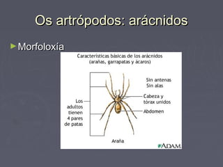 Os artrópodos: arácnidosOs artrópodos: arácnidos
►MorfoloxíaMorfoloxía
 