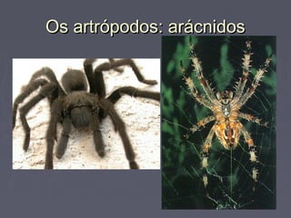 Os artrópodos: arácnidosOs artrópodos: arácnidos
 